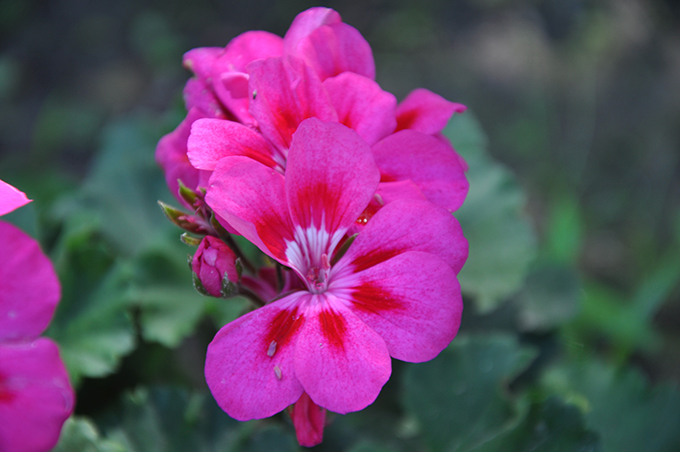 Good Body Products' lovely Geranium Flowers